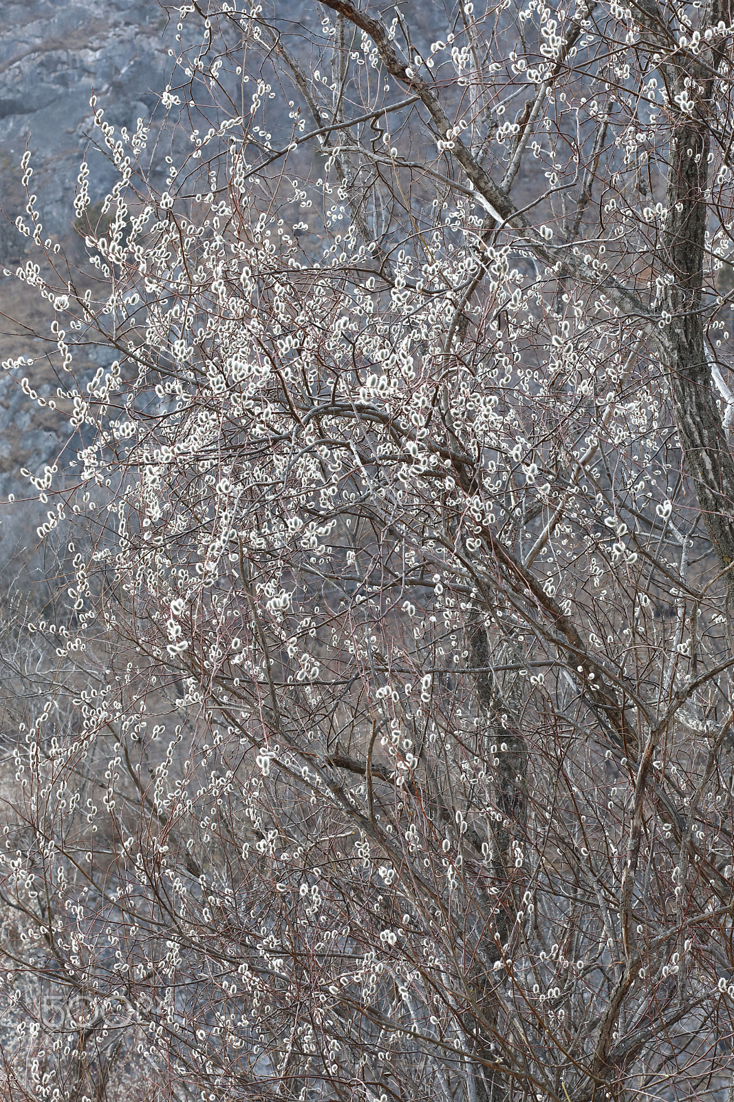 Canon EF 85mm F1.8 USM sample photo. Verba photography
