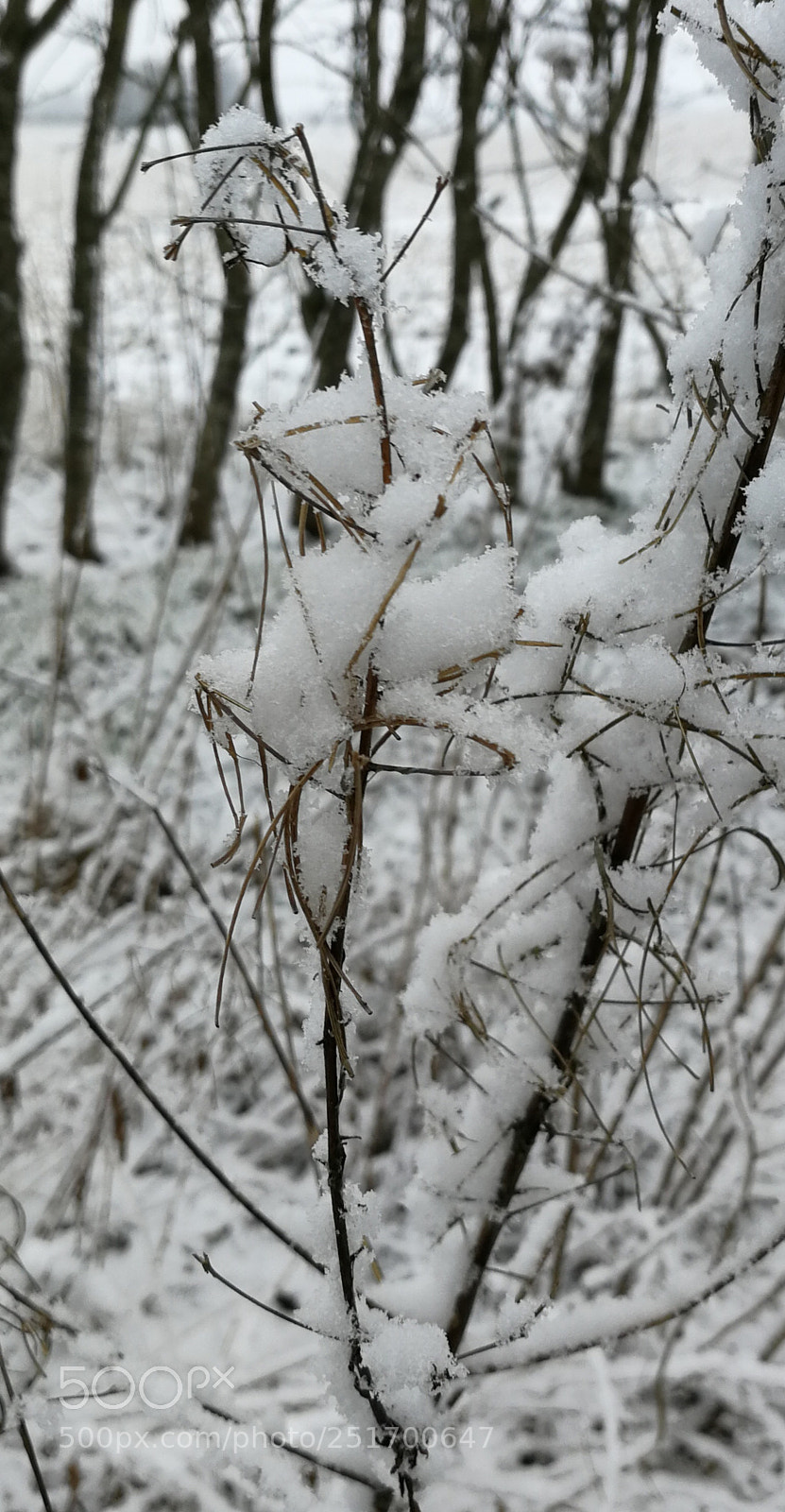 HUAWEI P10 sample photo. Untitled photography