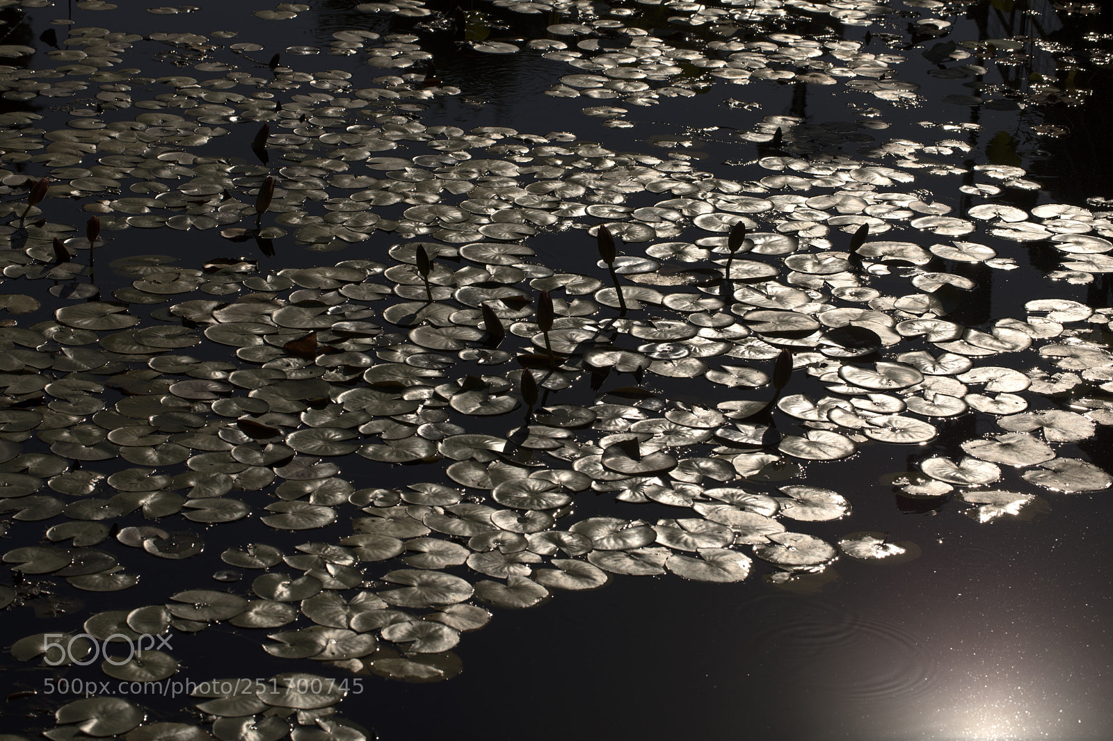 Canon EOS 5D Mark IV sample photo. Qva photography