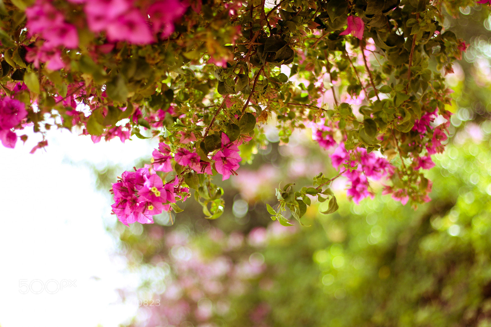 Canon EOS 70D sample photo. Untitled photography