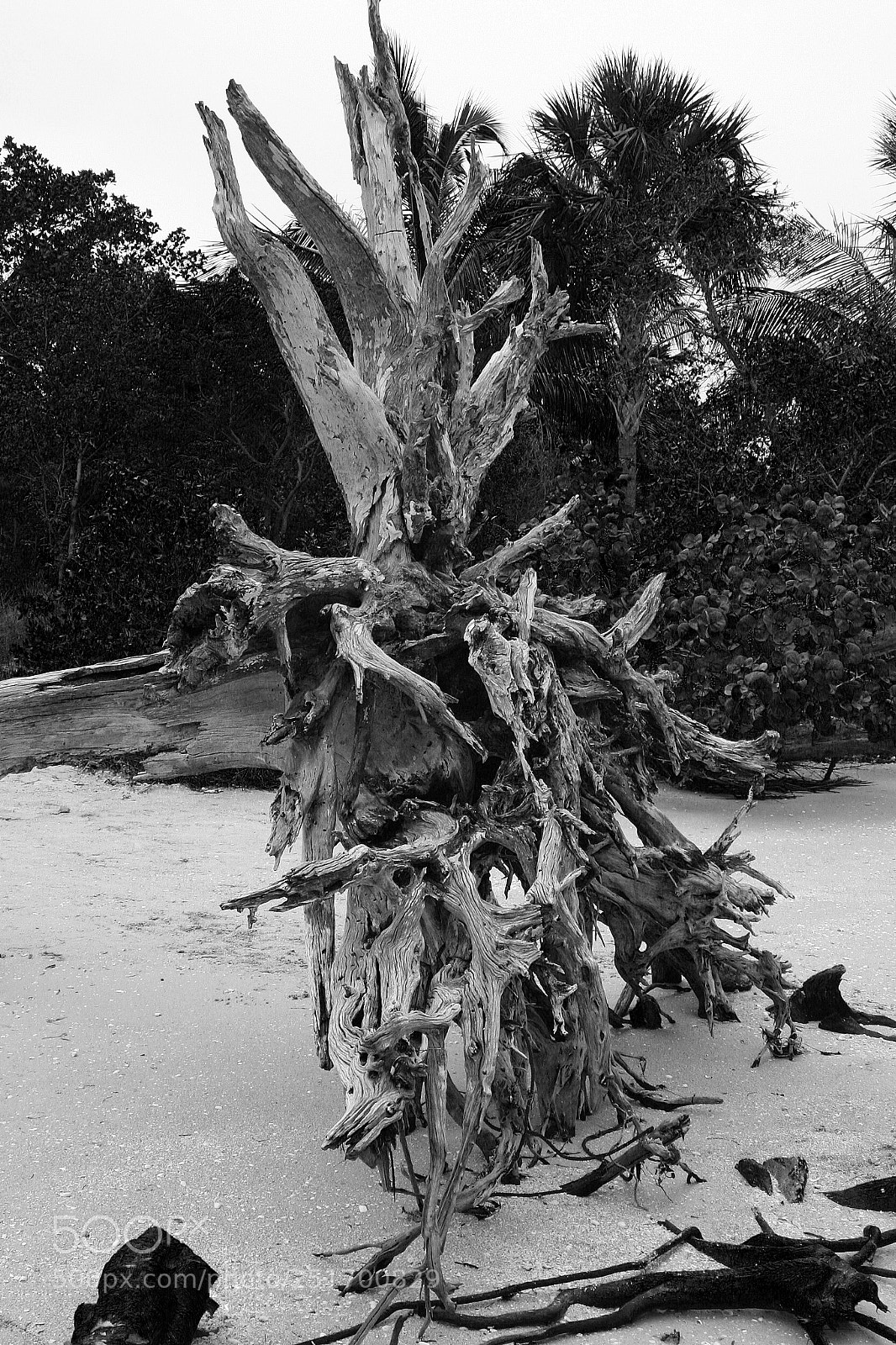 Canon EOS 350D (EOS Digital Rebel XT / EOS Kiss Digital N) sample photo. Back to the roots photography
