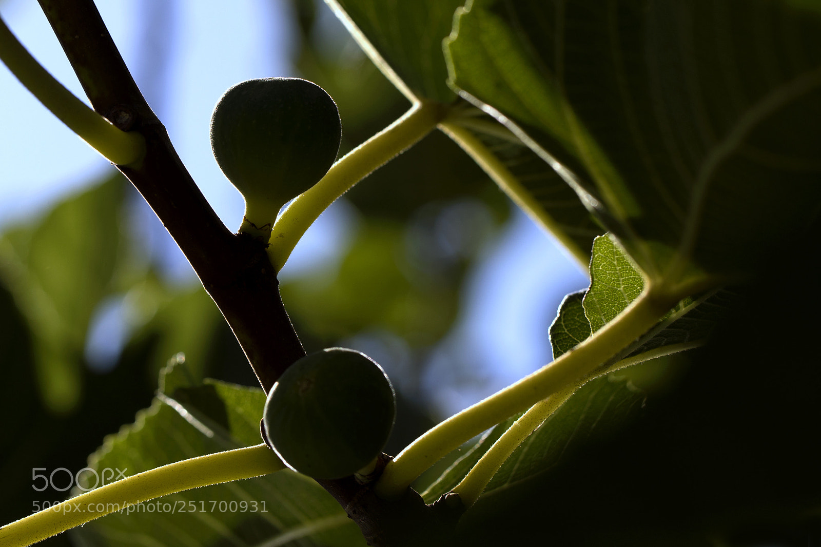 Canon EOS 5D Mark IV sample photo. Qva photography