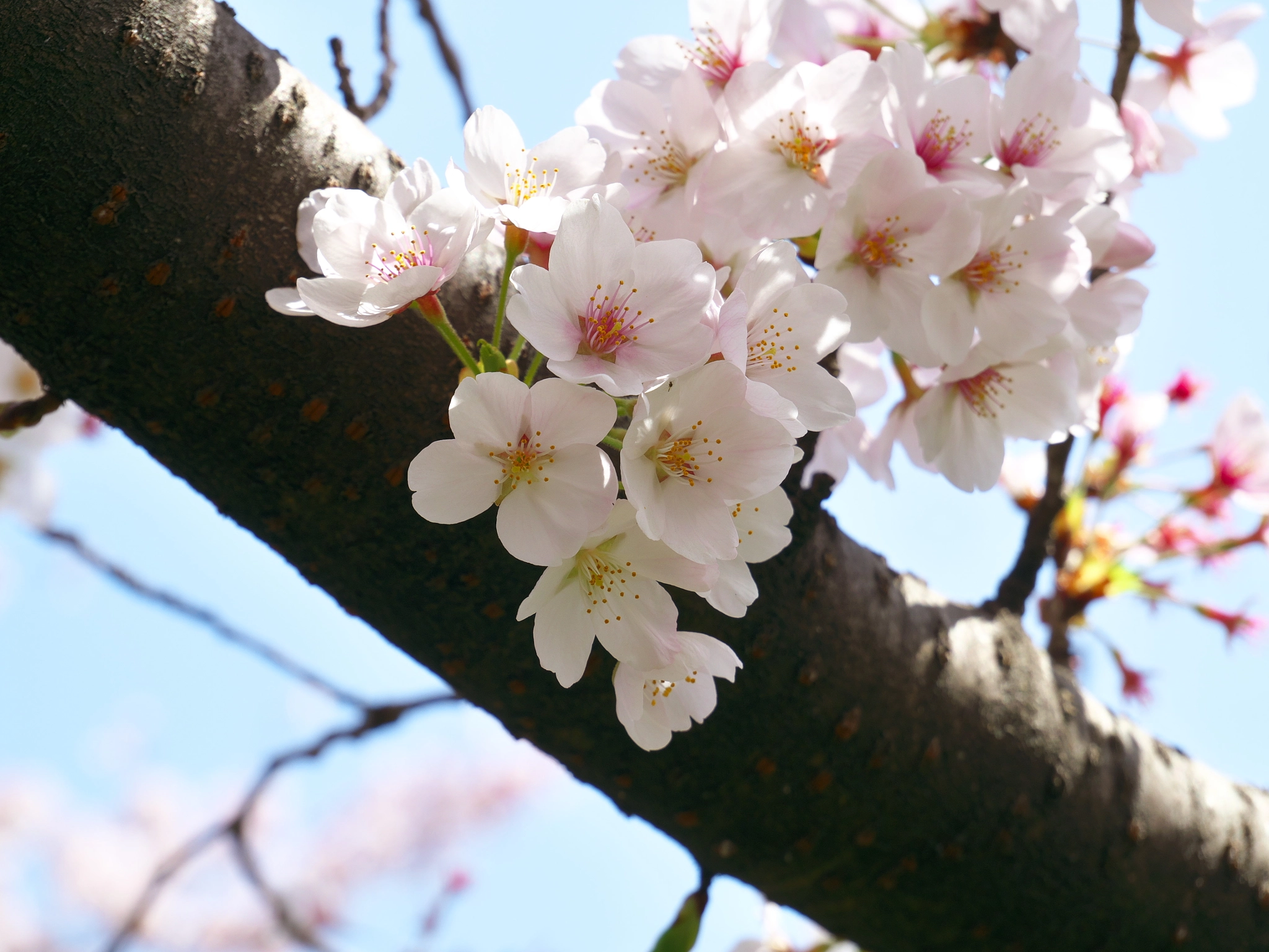 Panasonic Lumix DMC-GX85 (Lumix DMC-GX80 / Lumix DMC-GX7 Mark II) sample photo. Cherry blossoms photography