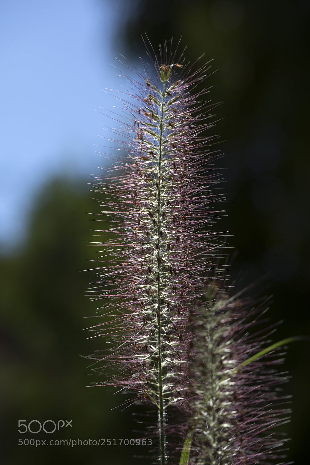 Canon EOS 5D Mark IV sample photo. Qva photography