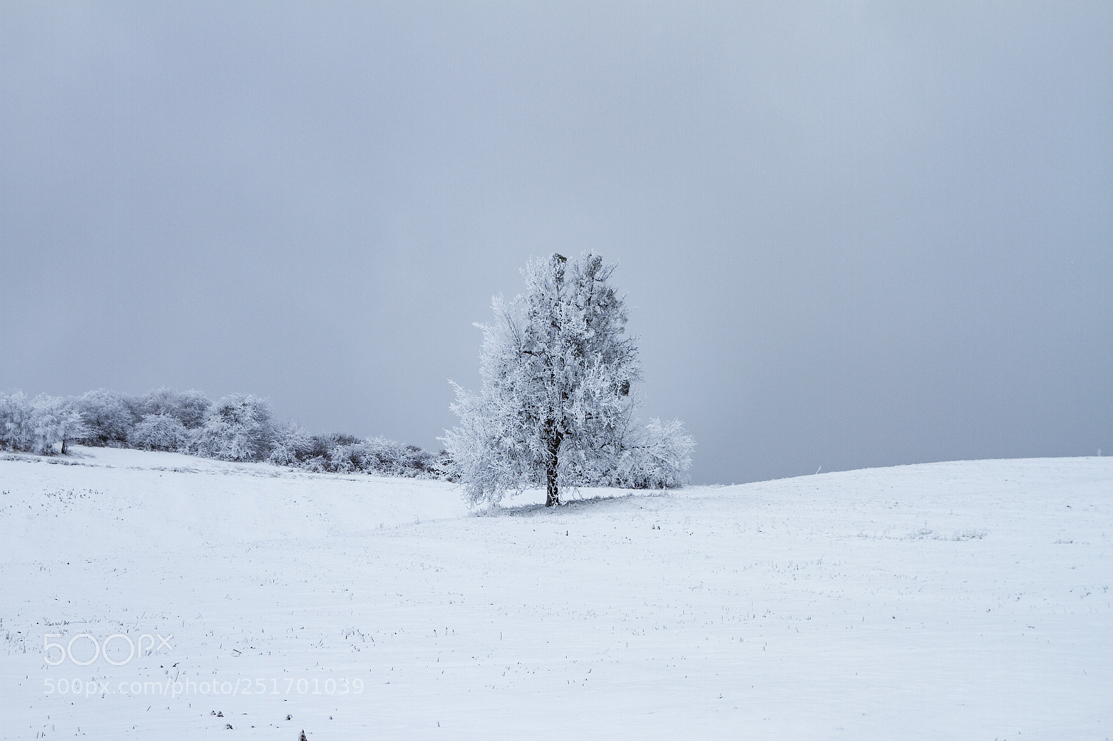 Canon EOS 7D sample photo. Winter beauty photography