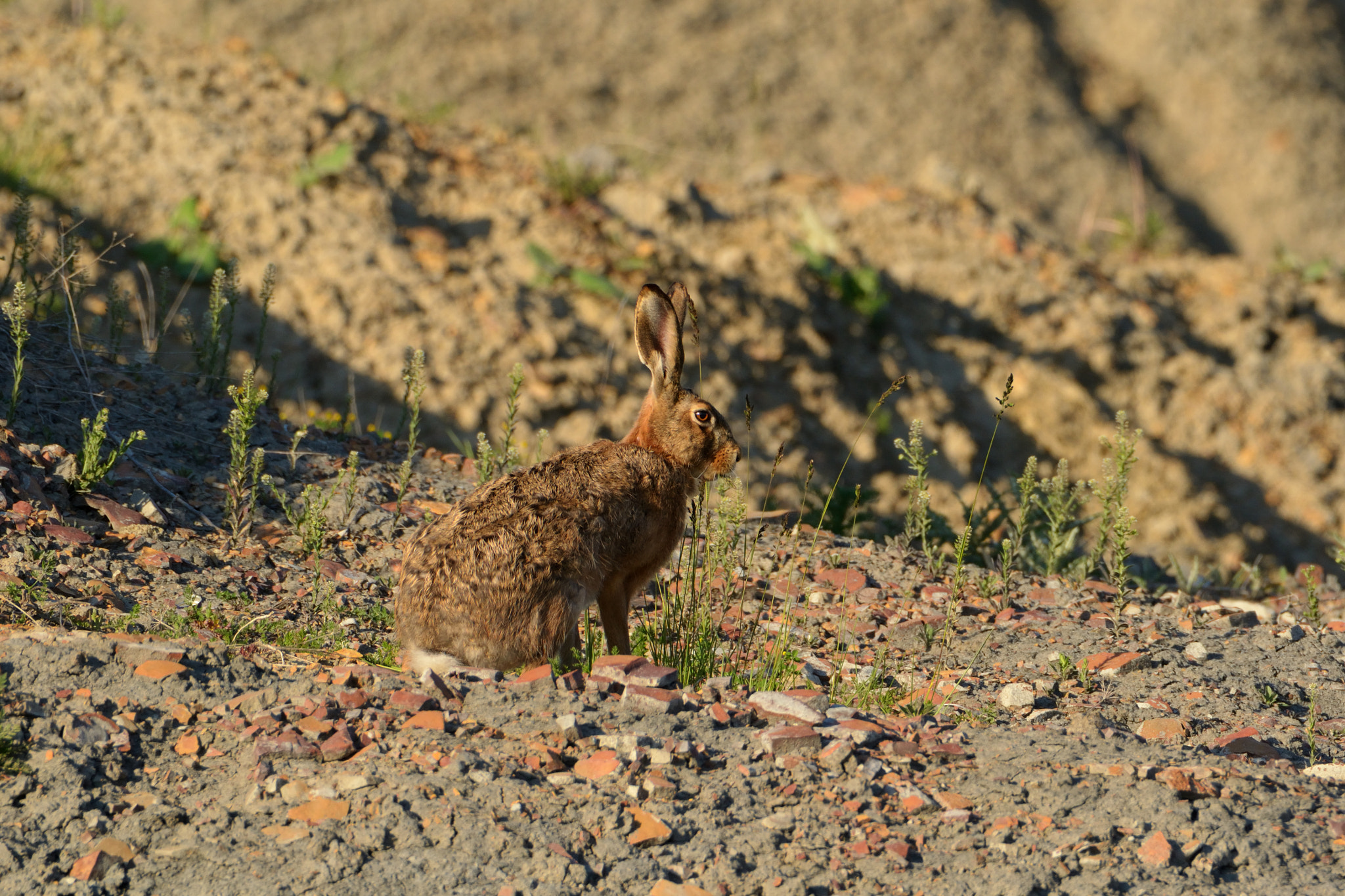Nikon D3100 + Tamron SP 150-600mm F5-6.3 Di VC USD sample photo. It's easter so here is a bunny photography