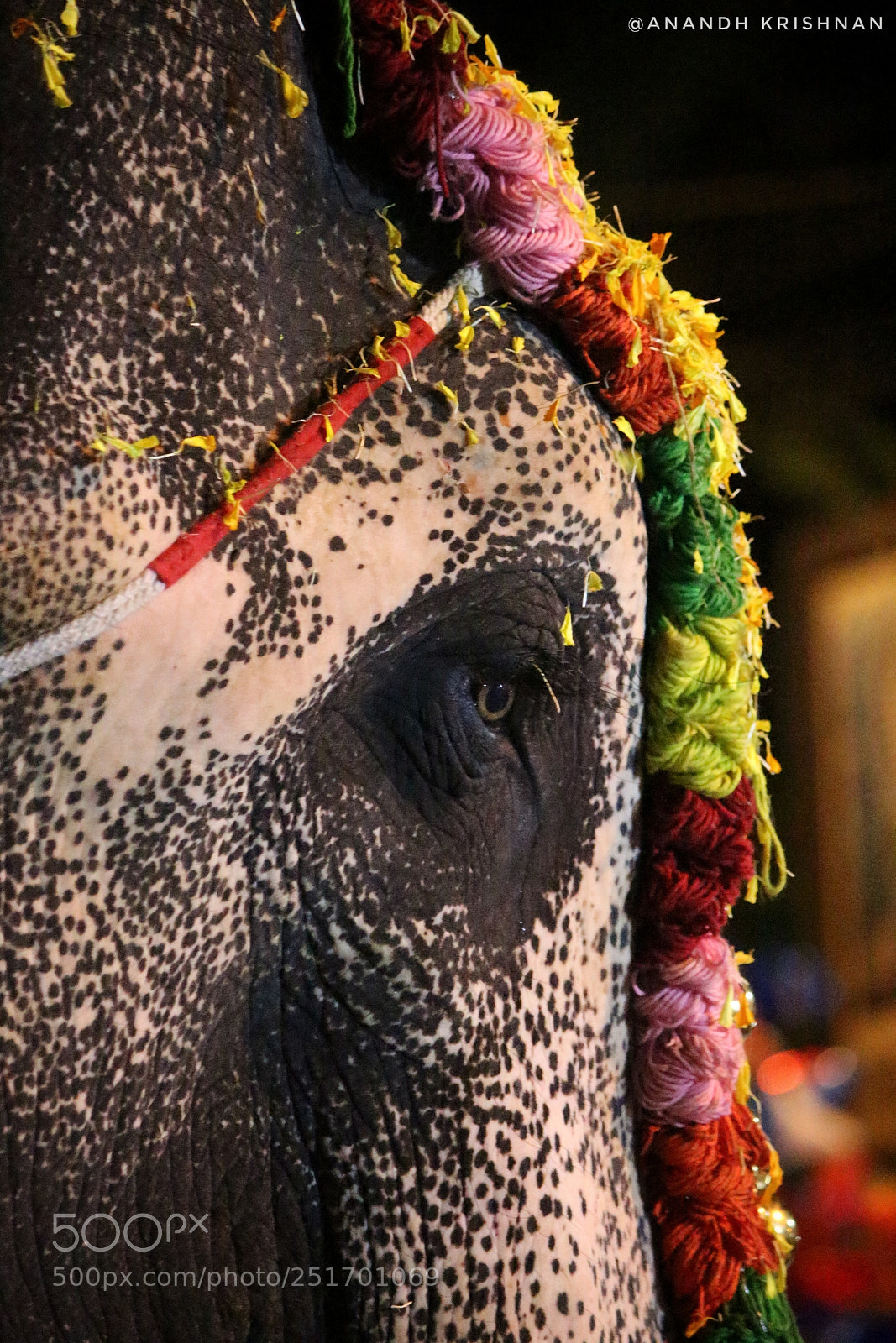 Canon EOS 700D (EOS Rebel T5i / EOS Kiss X7i) sample photo. Elephant eye photography