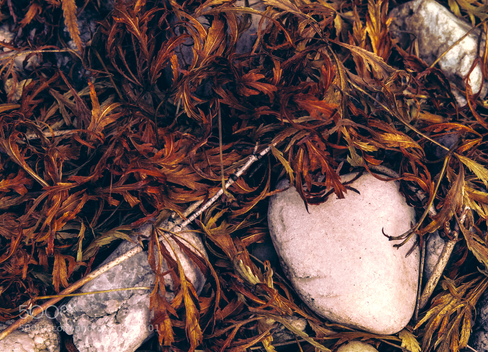Nikon D850 sample photo. Sticks and stones photography