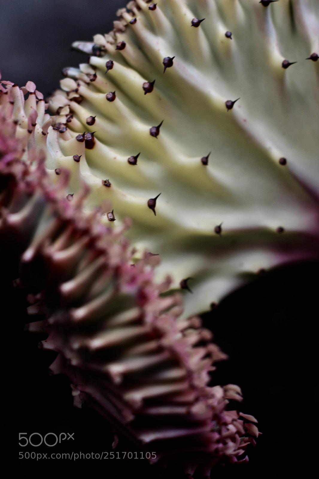 Canon EOS 700D (EOS Rebel T5i / EOS Kiss X7i) sample photo. Little thorns photography