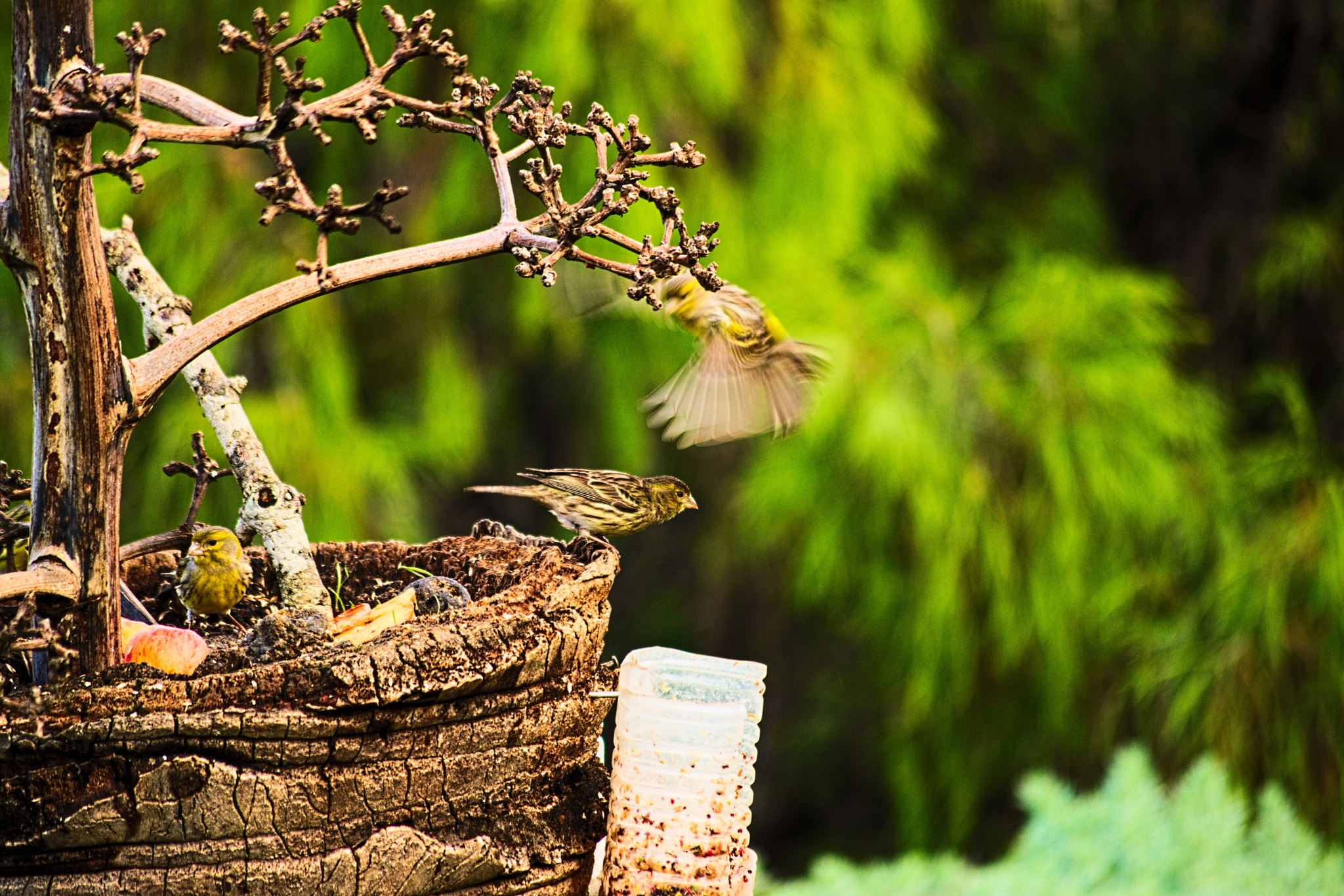 Nikon D3300 sample photo. Birds photography