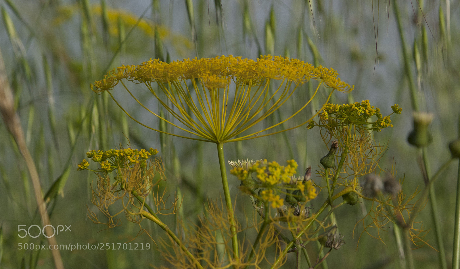 Canon EOS 5D sample photo. Img photography