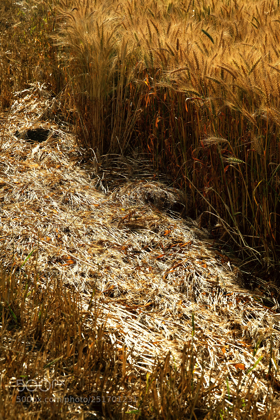Canon EOS 5D sample photo. Img photography
