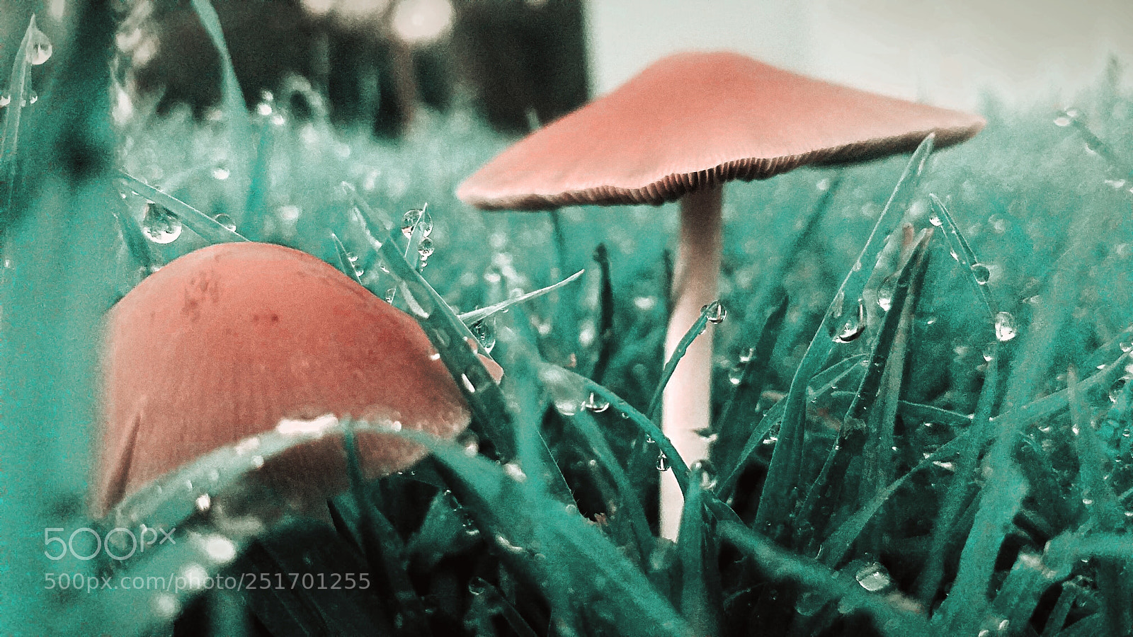 Samsung Galaxy S7 Edge sample photo. Wet rainy day green photography