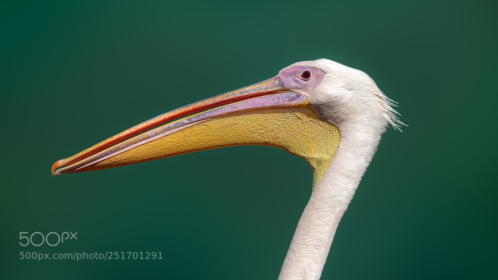 Canon EOS 5D Mark IV sample photo. Pelican photography