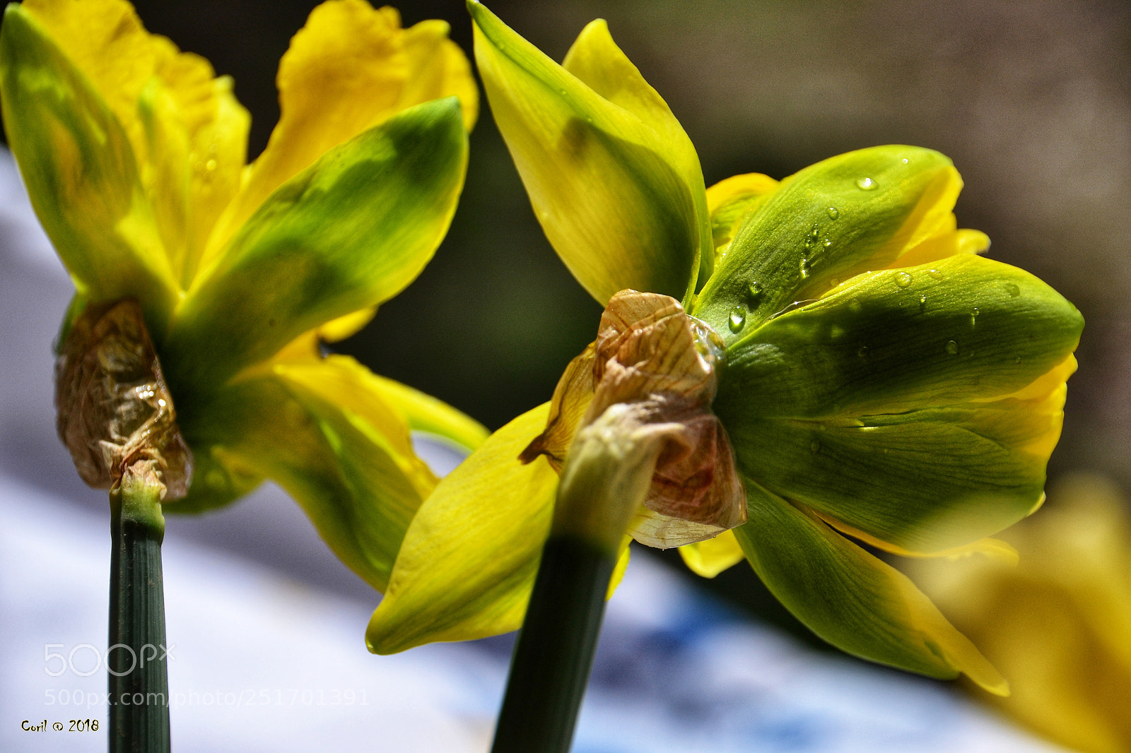 Nikon D3100 sample photo. Untitled photography