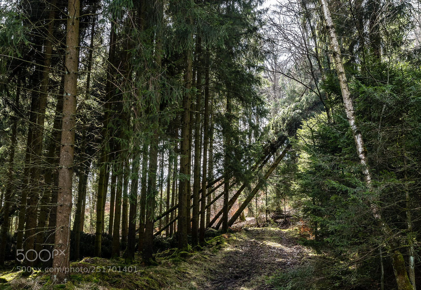 Pentax K-S2 sample photo. Forest series #3 photography