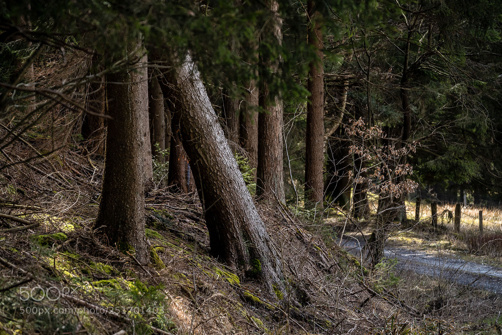 Pentax K-S2 sample photo. Forest series #4 photography
