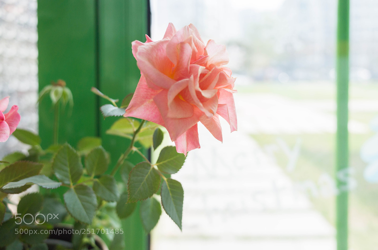 Ricoh GR sample photo. R photography