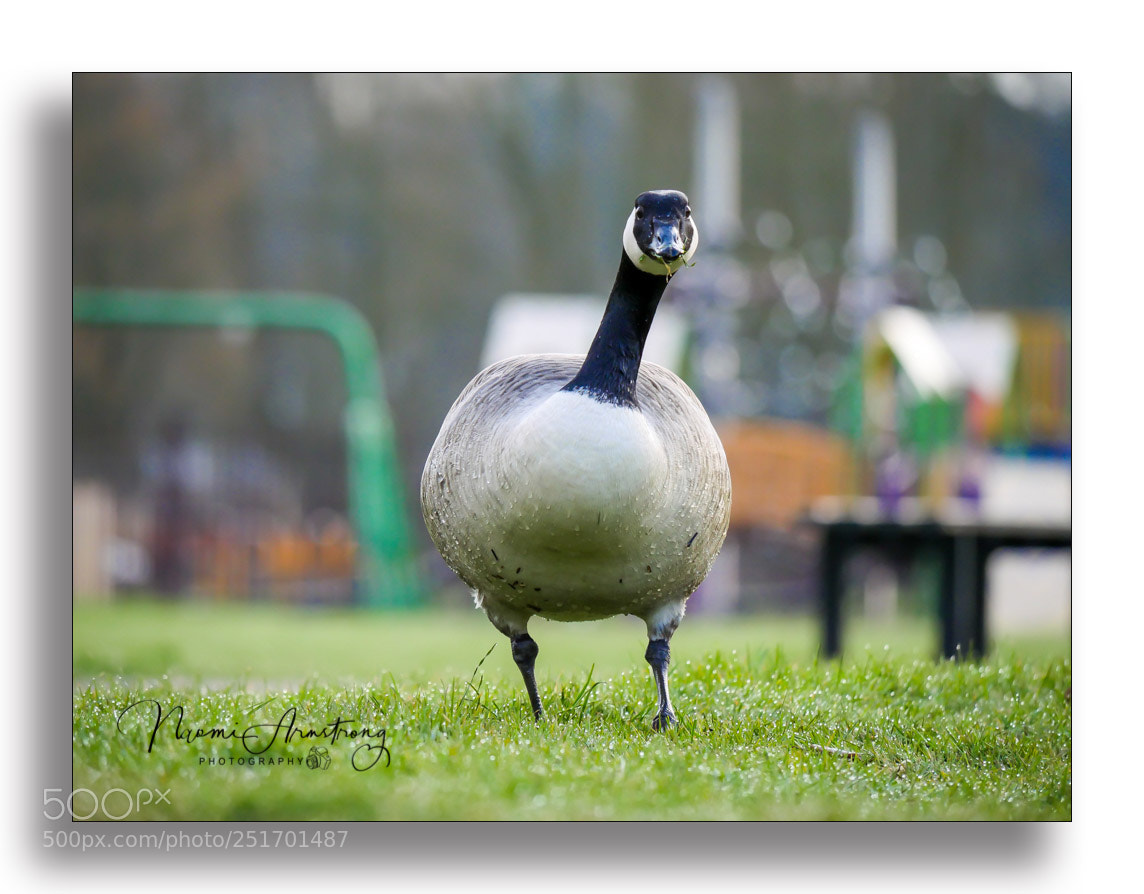 Panasonic Lumix DMC-GX8 sample photo. Hey you photography