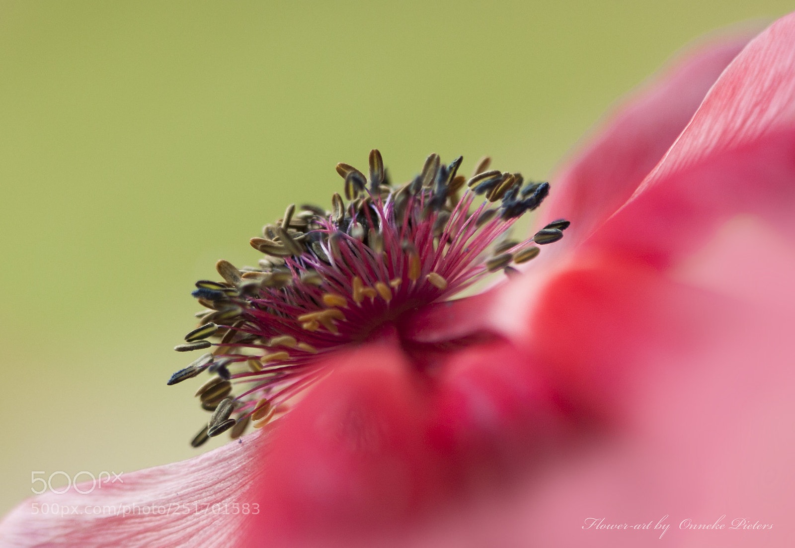 Canon EOS 50D sample photo. Flower power photography