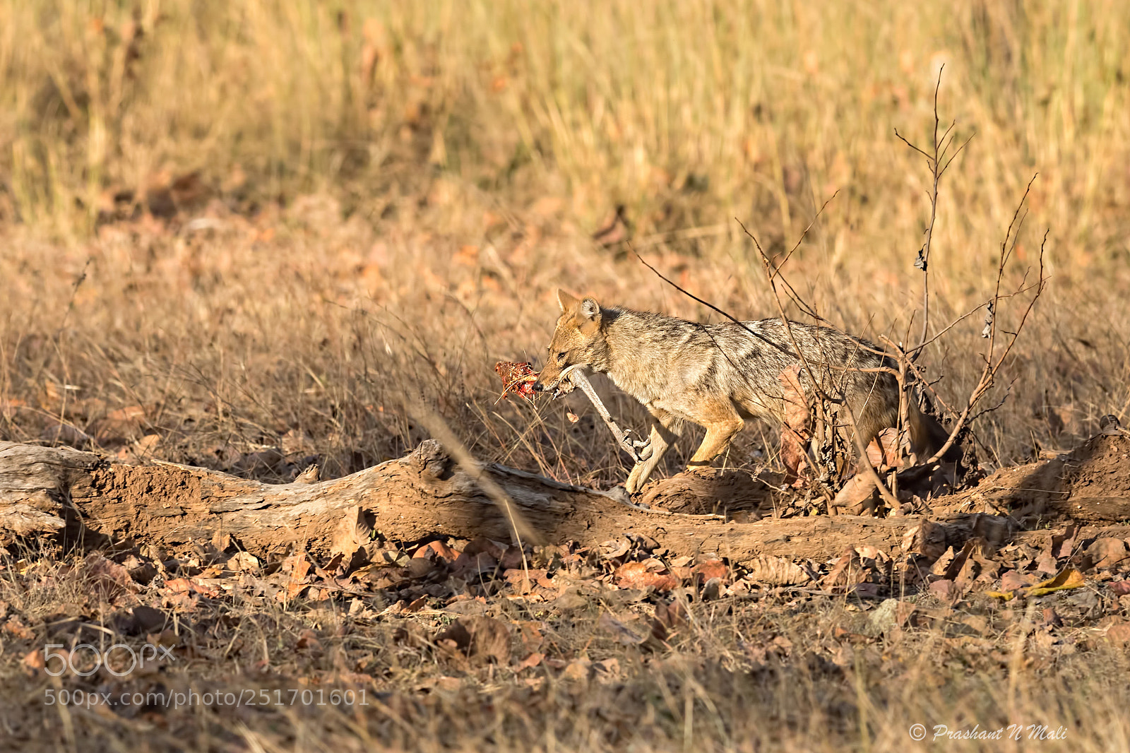 Canon EOS 5D Mark IV sample photo. Hungry jackal photography