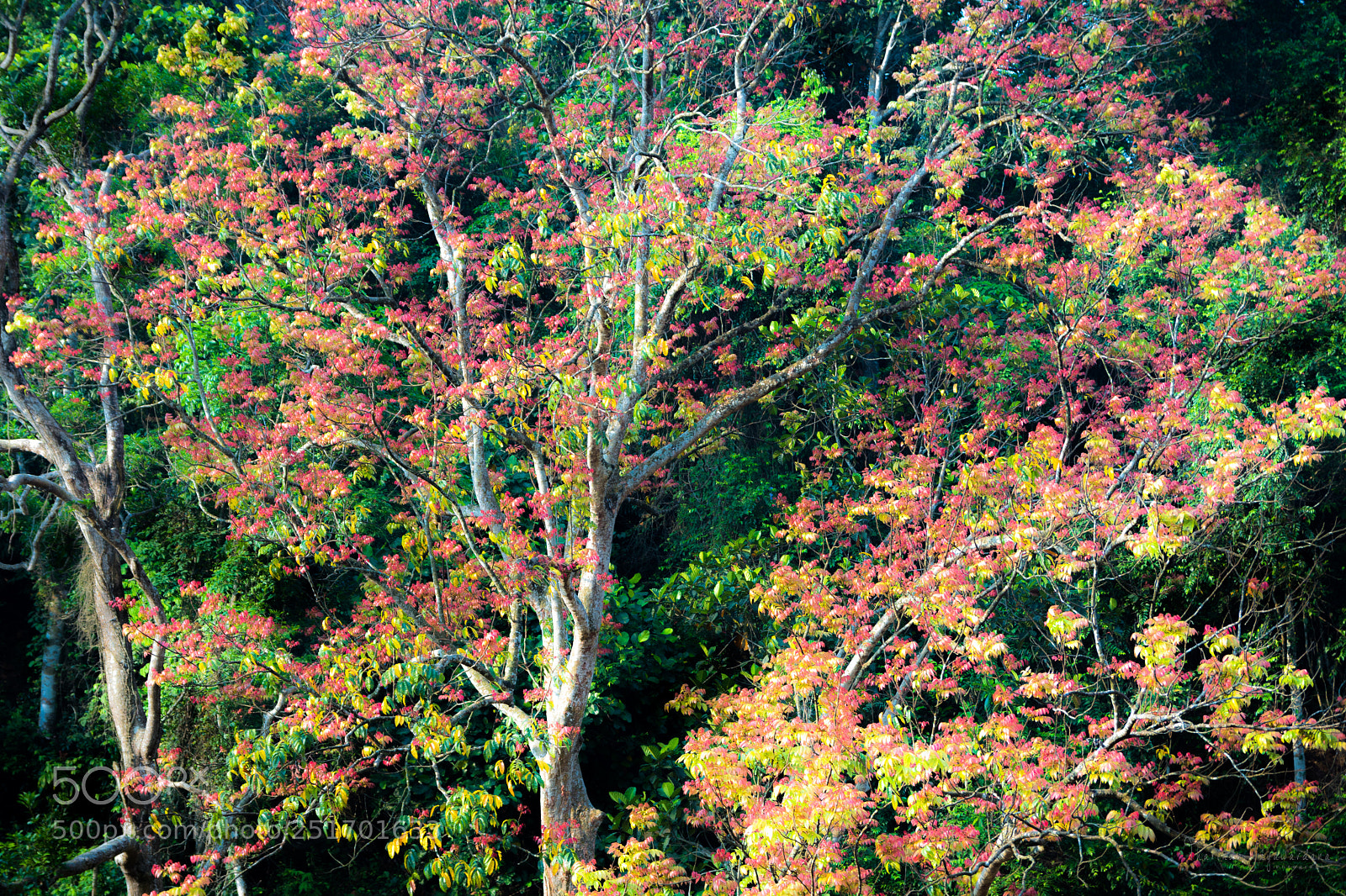 Nikon D7200 sample photo. Colours of nature photography
