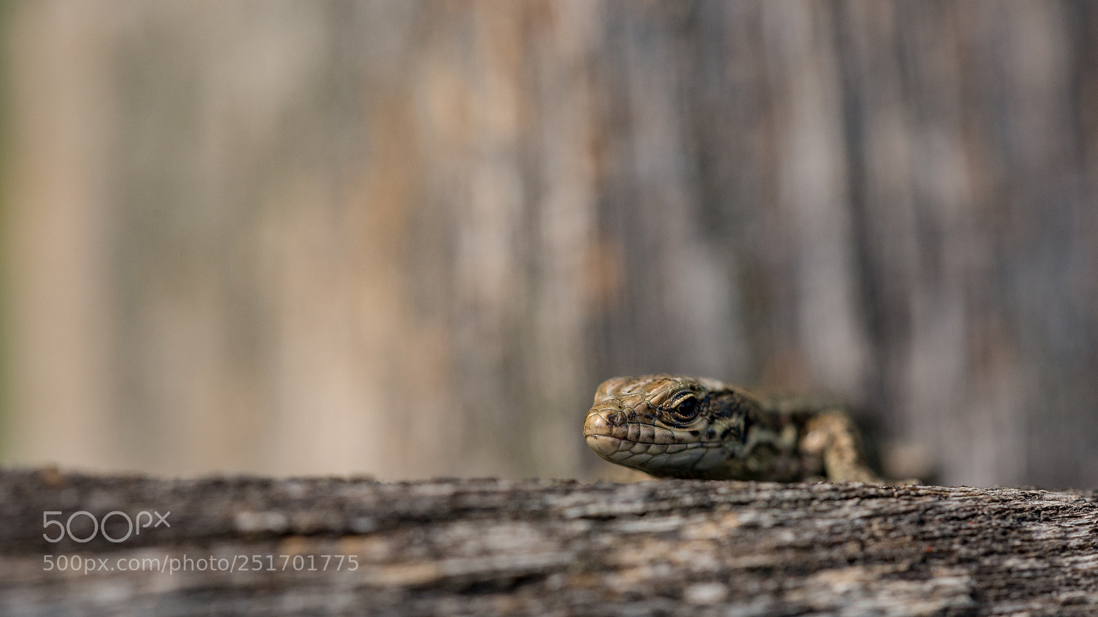 Nikon D610 sample photo. L photography