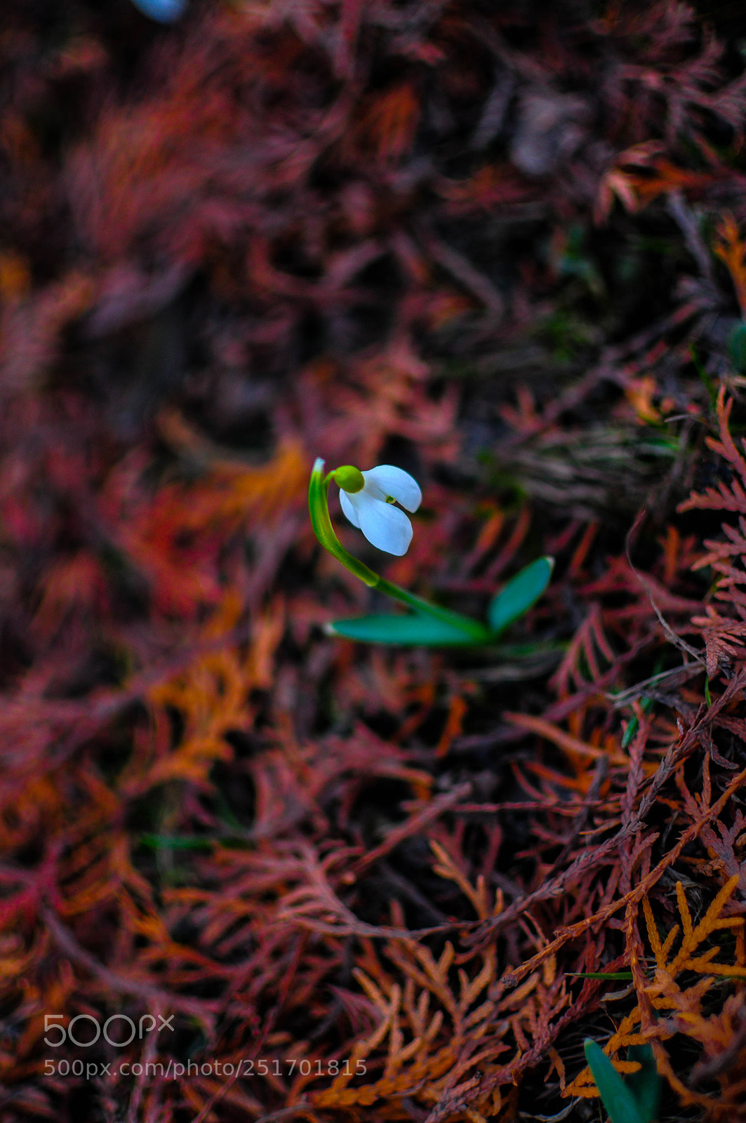 Nikon D300 sample photo. Spring flower photography