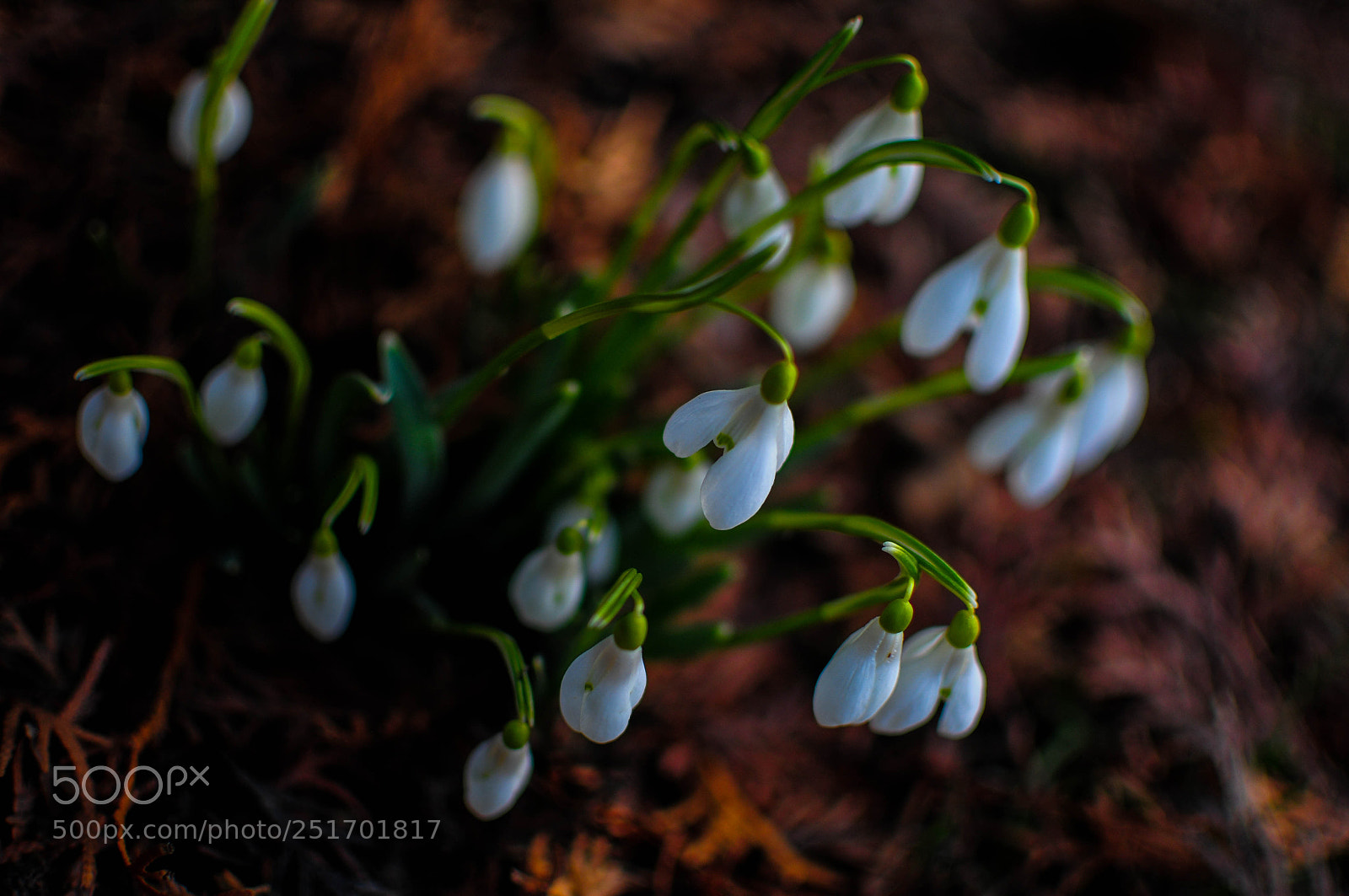 Nikon D300 sample photo. Spring flowers 2 photography