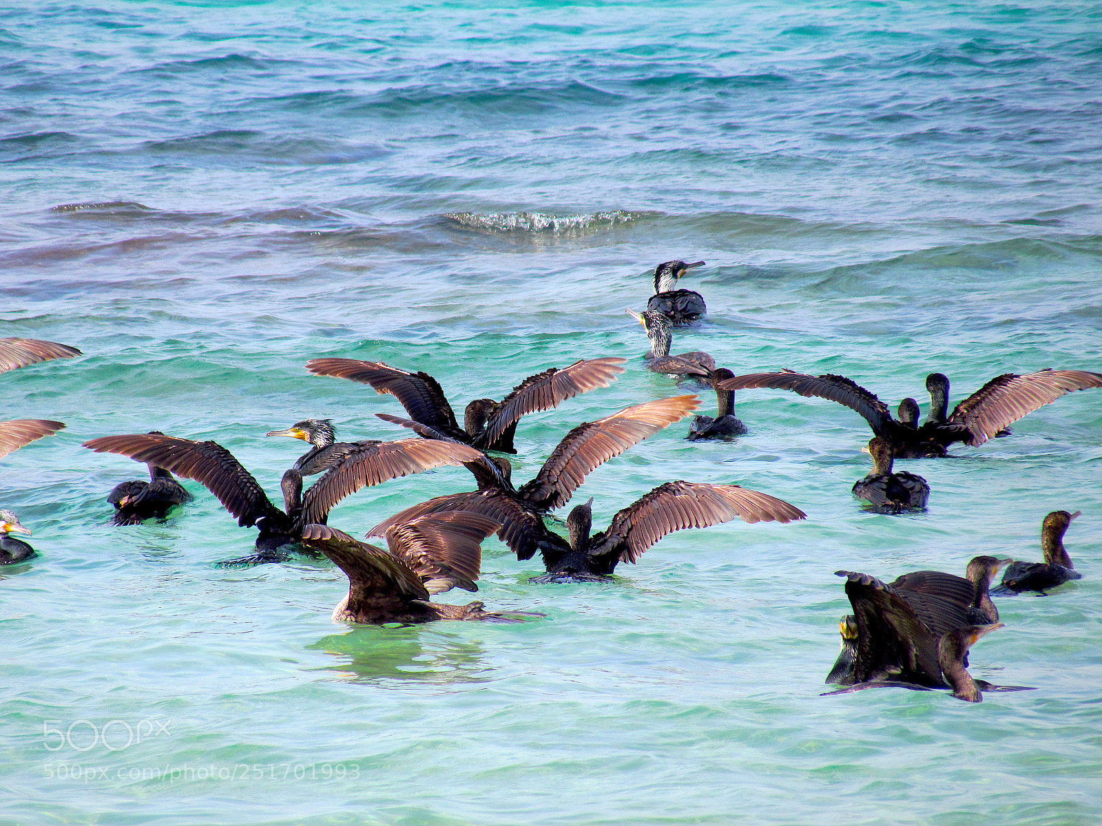 Canon PowerShot SX30 IS sample photo. Cormorants after party photography