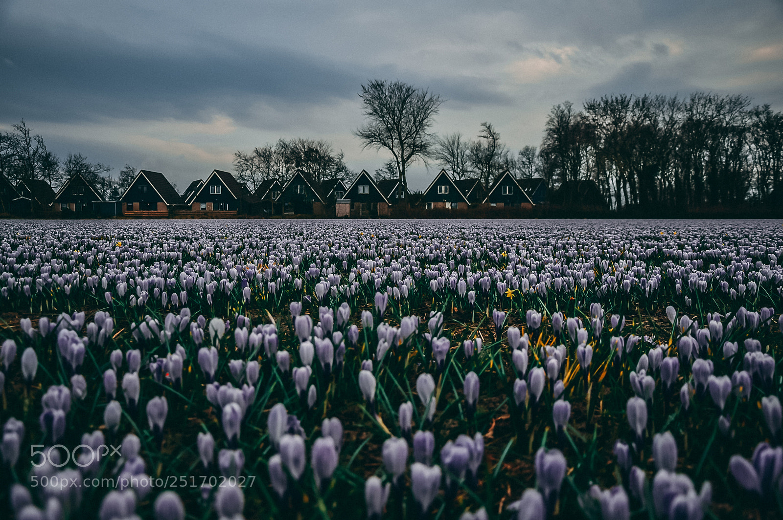 Nikon D5300 sample photo. The dutch fields photography