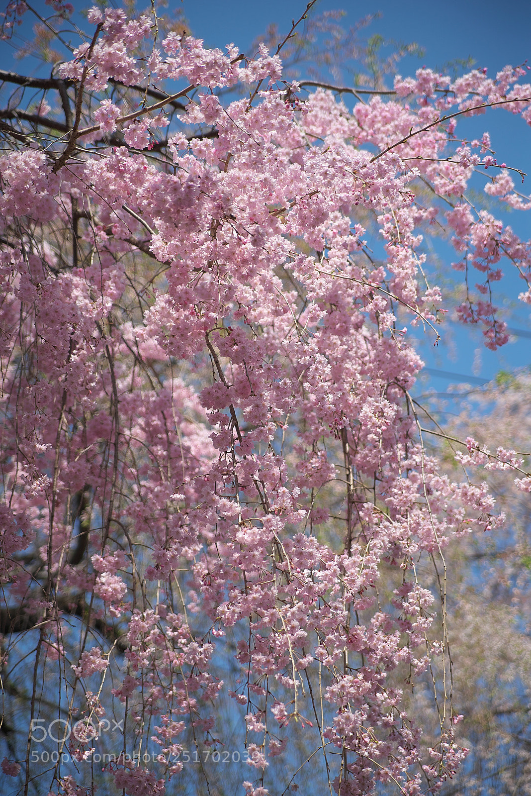 Nikon D610 sample photo. Sakura photography