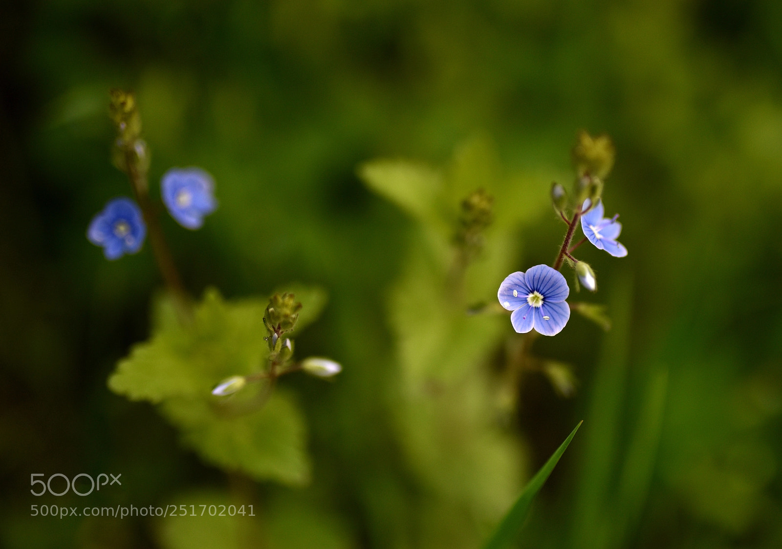 Nikon D810 sample photo. Flowers and green days photography