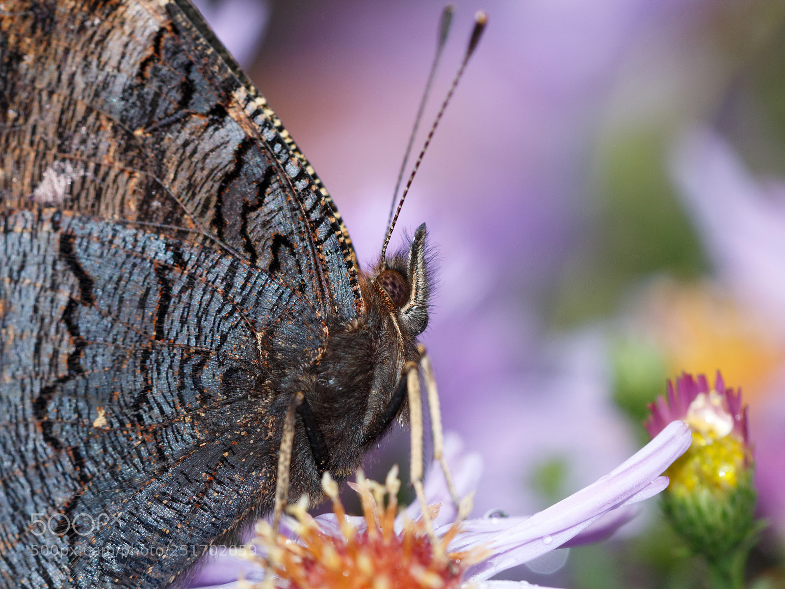 Canon EOS 70D sample photo. Unknown butterfly photography