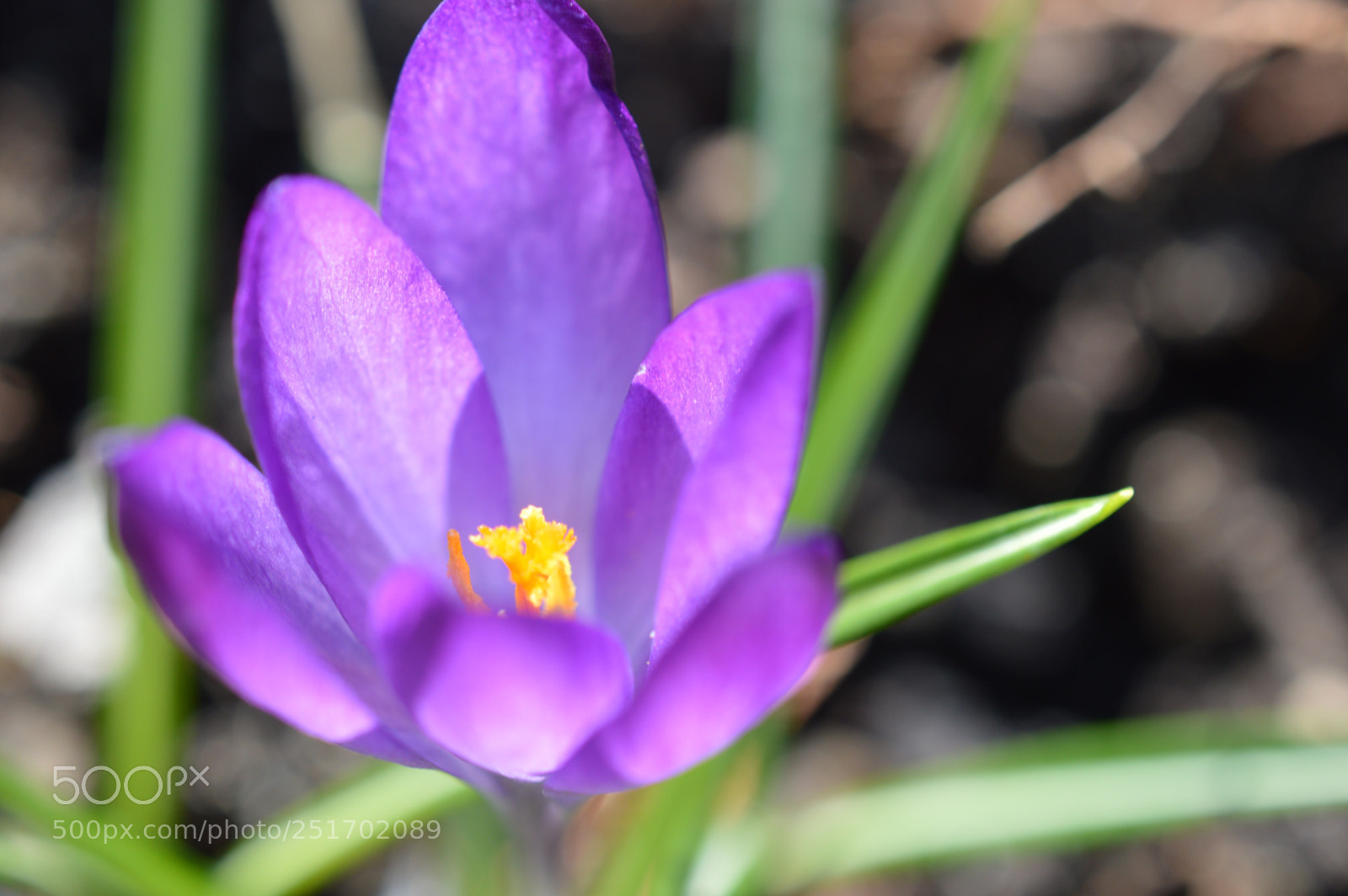 Nikon D3200 sample photo. Happy easter photography