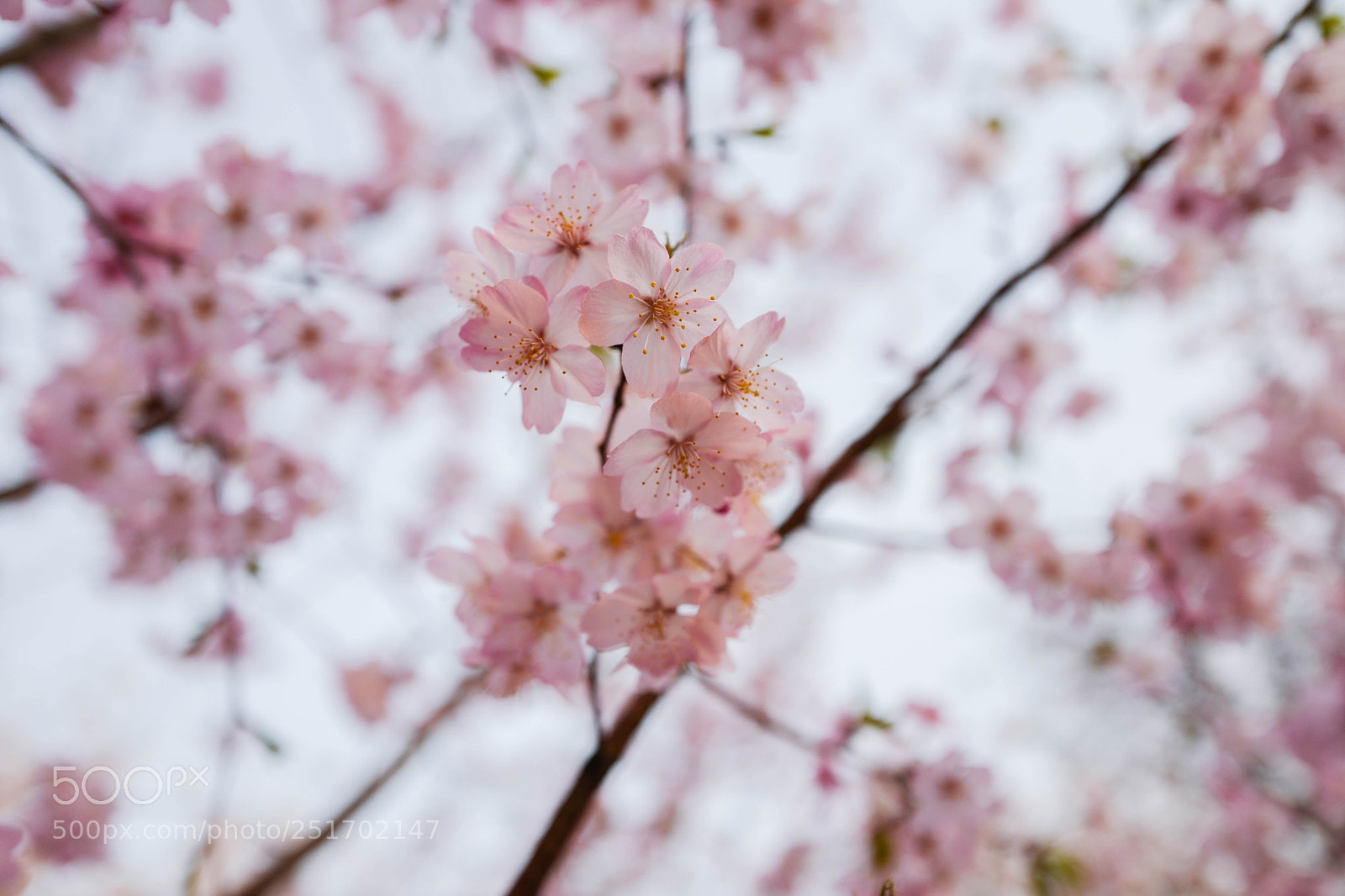 Leica Q (Typ 116) sample photo. 玉渊潭.樱花 photography
