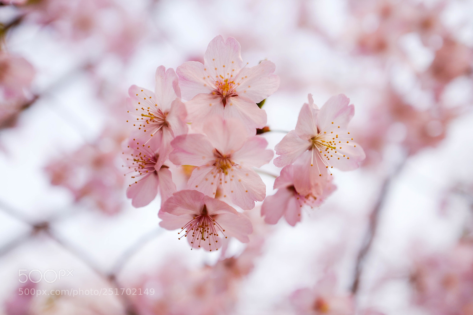 Leica Q (Typ 116) sample photo. 玉渊潭.樱花 photography