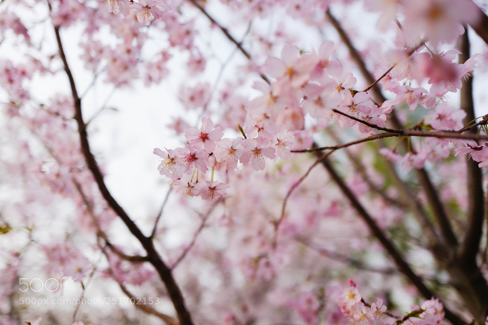 Leica Q (Typ 116) sample photo. 玉渊潭.樱花 photography
