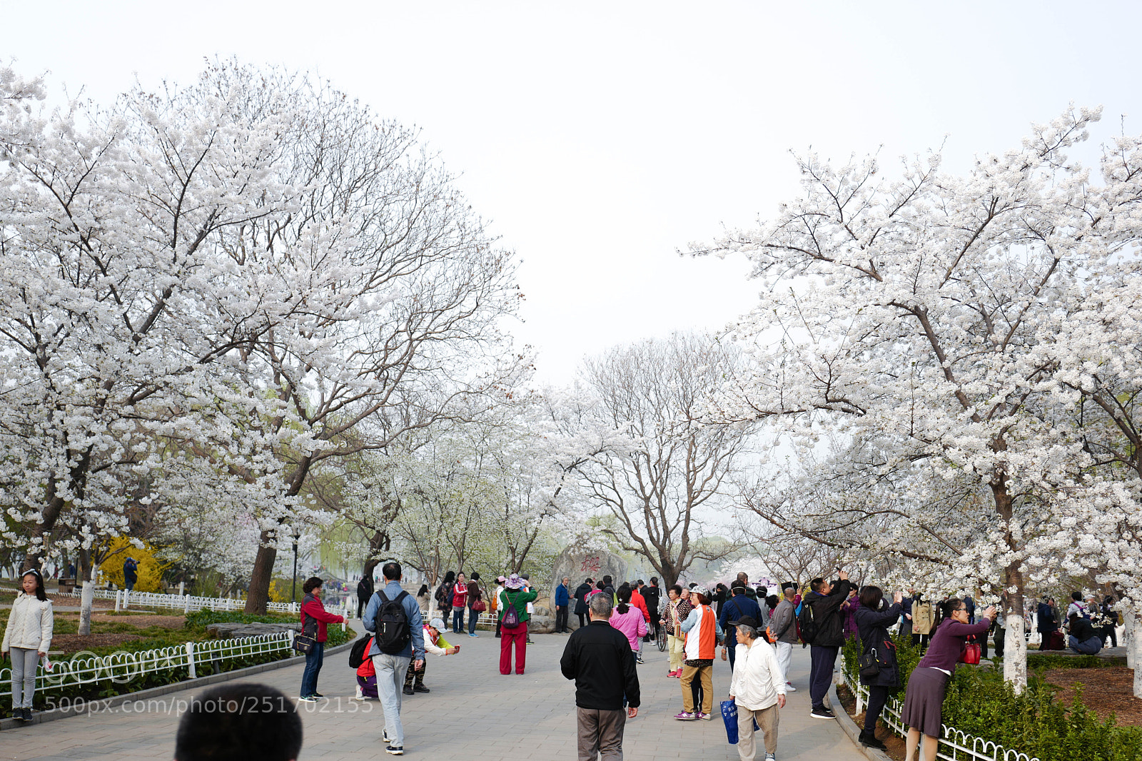 Leica Q (Typ 116) sample photo. 玉渊潭.樱花 photography