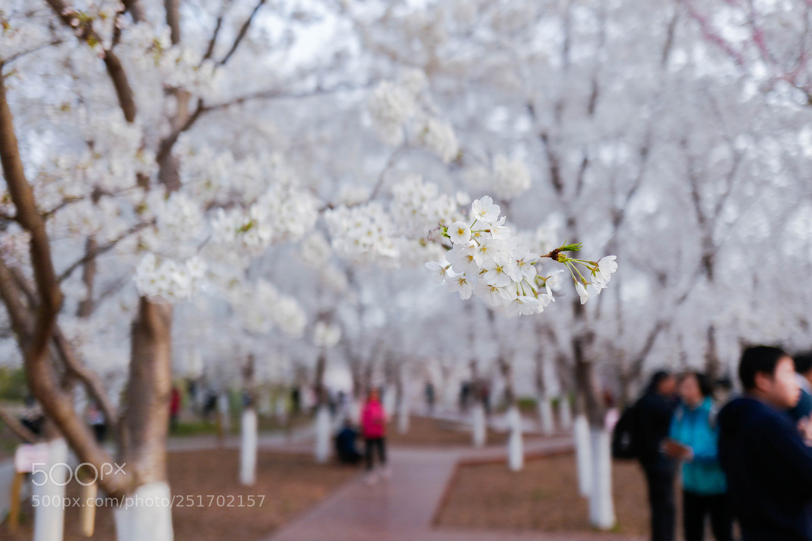 Leica Q (Typ 116) sample photo. 玉渊潭.樱花 photography