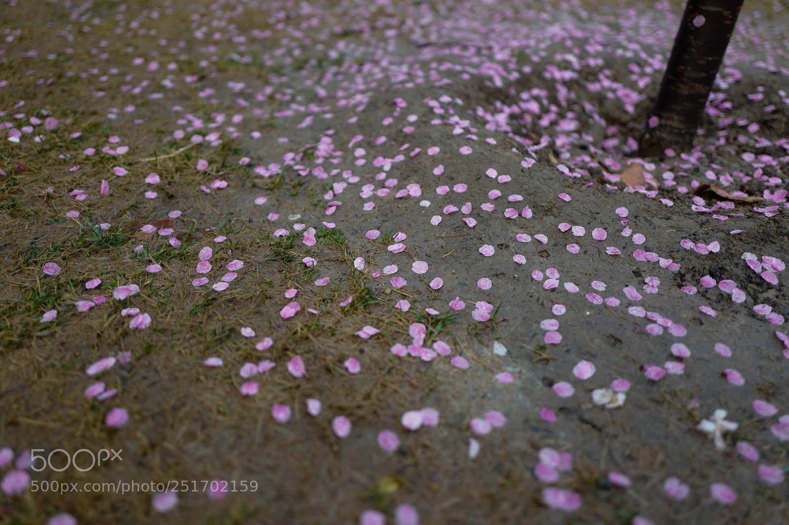 Leica Q (Typ 116) sample photo. 玉渊潭.樱花 photography
