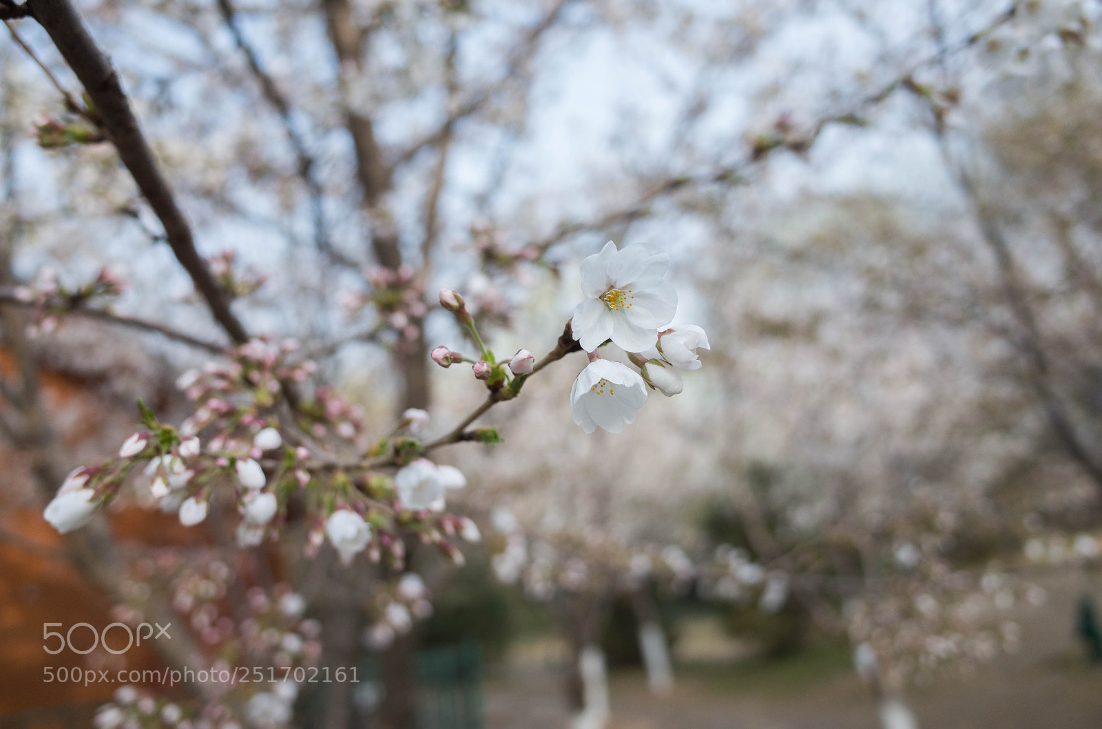 Ricoh GR sample photo. 玉渊潭.樱花 photography