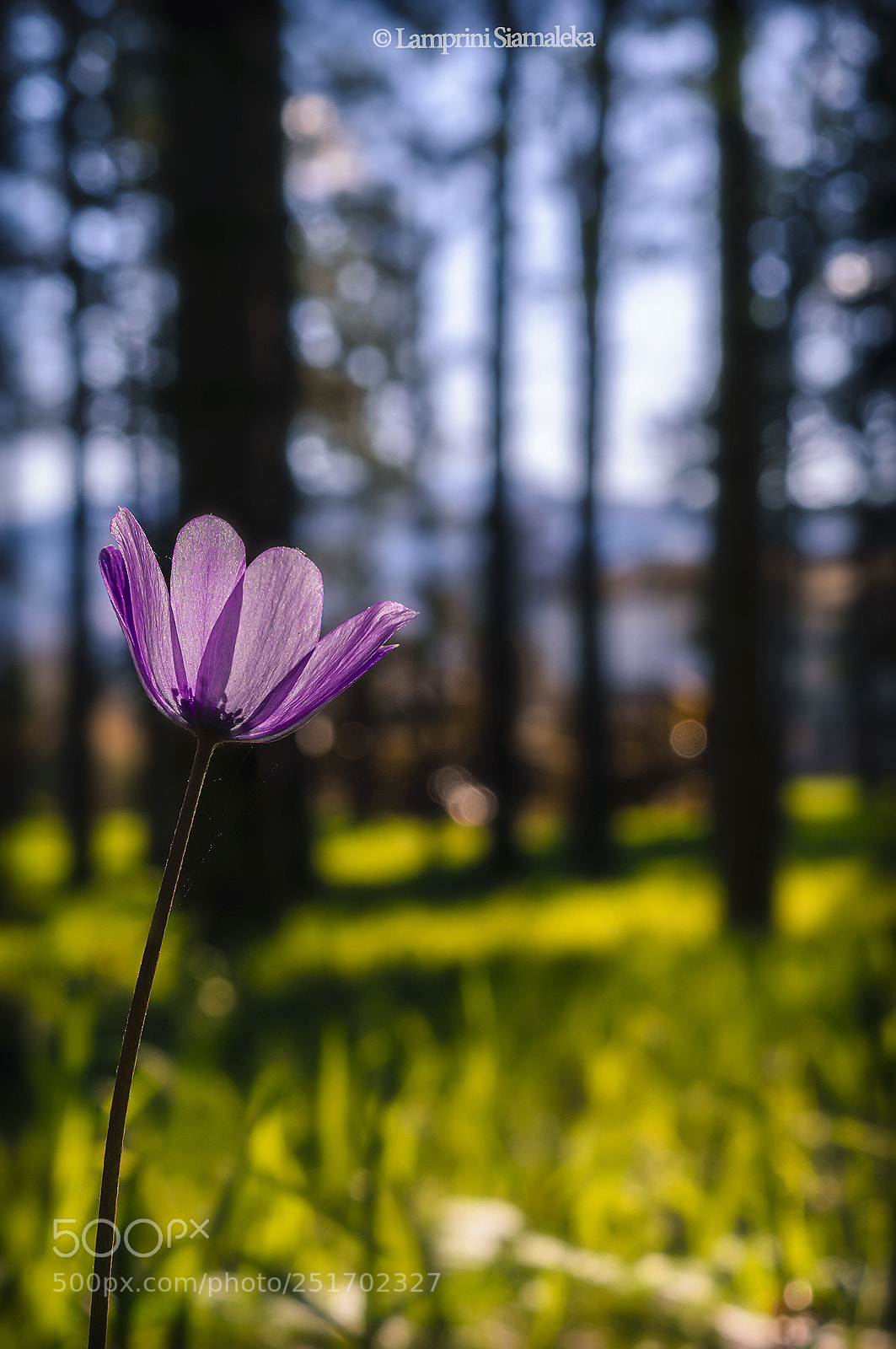 Nikon D3300 sample photo. Untitled photography