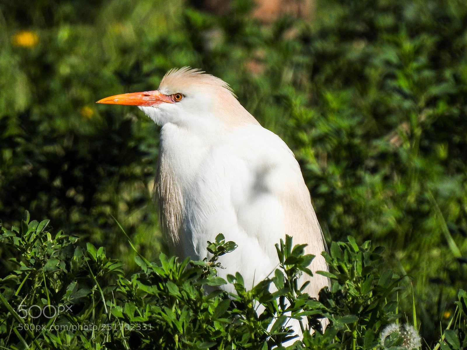Nikon Coolpix P900 sample photo. Heron photography