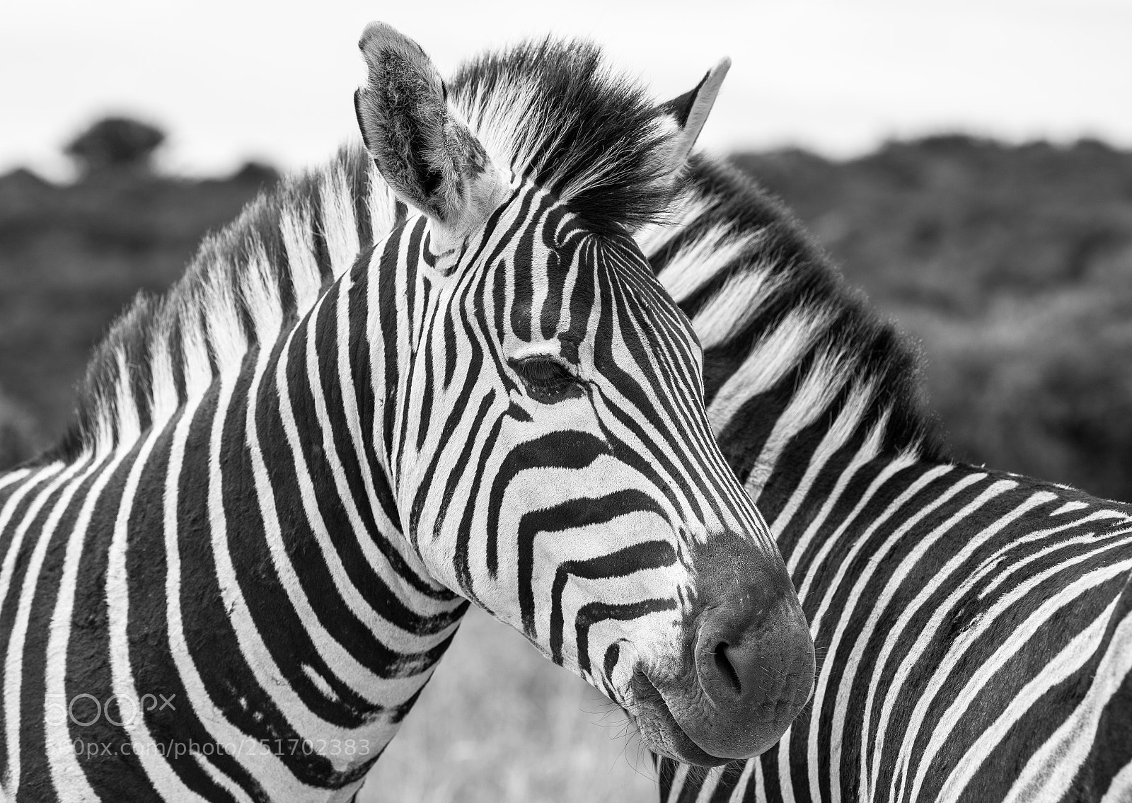 Nikon D5 sample photo. Zebras crossing... photography