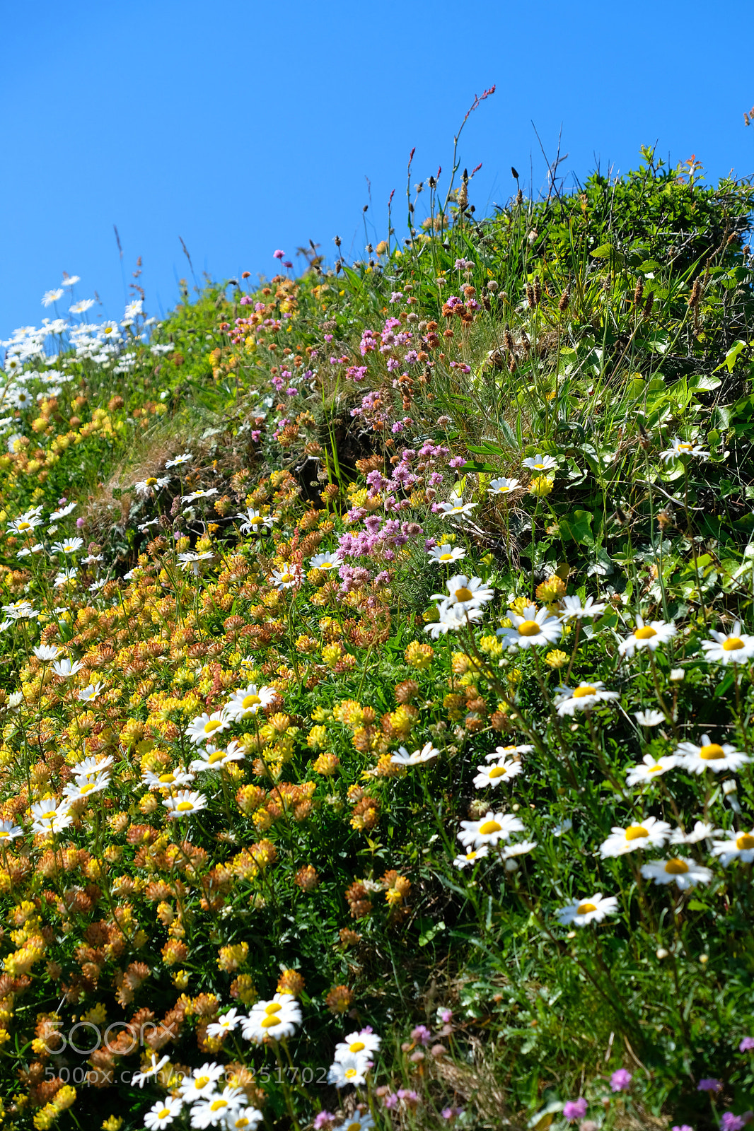 Fujifilm X-T2 sample photo. Pembrokeshire flowers photography