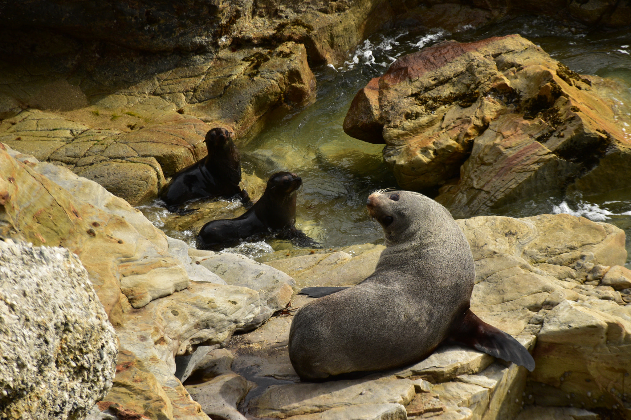 Nikon D5600 sample photo. Seals photography