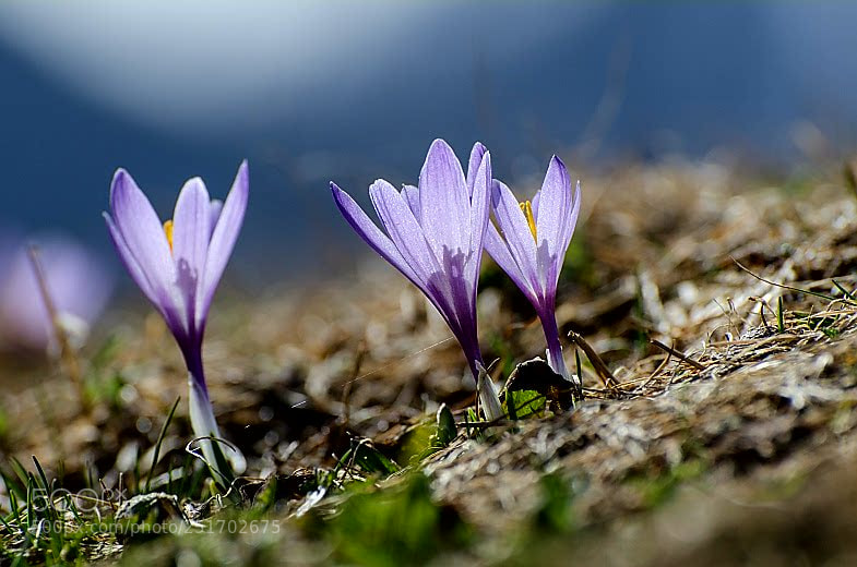 Nikon D7000 sample photo. Frühling... photography