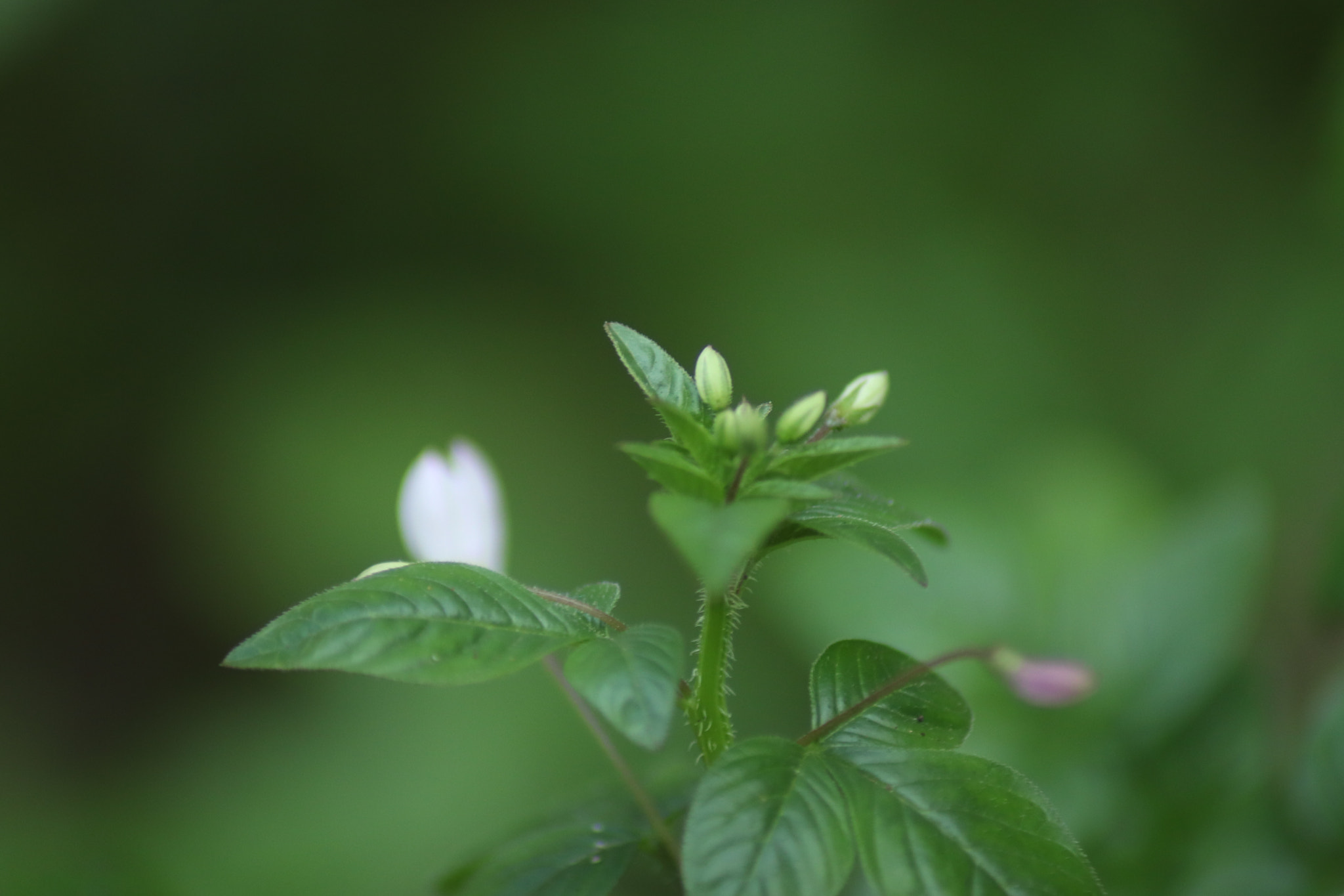 Canon EOS 800D (EOS Rebel T7i / EOS Kiss X9i) sample photo. Green revolution photography