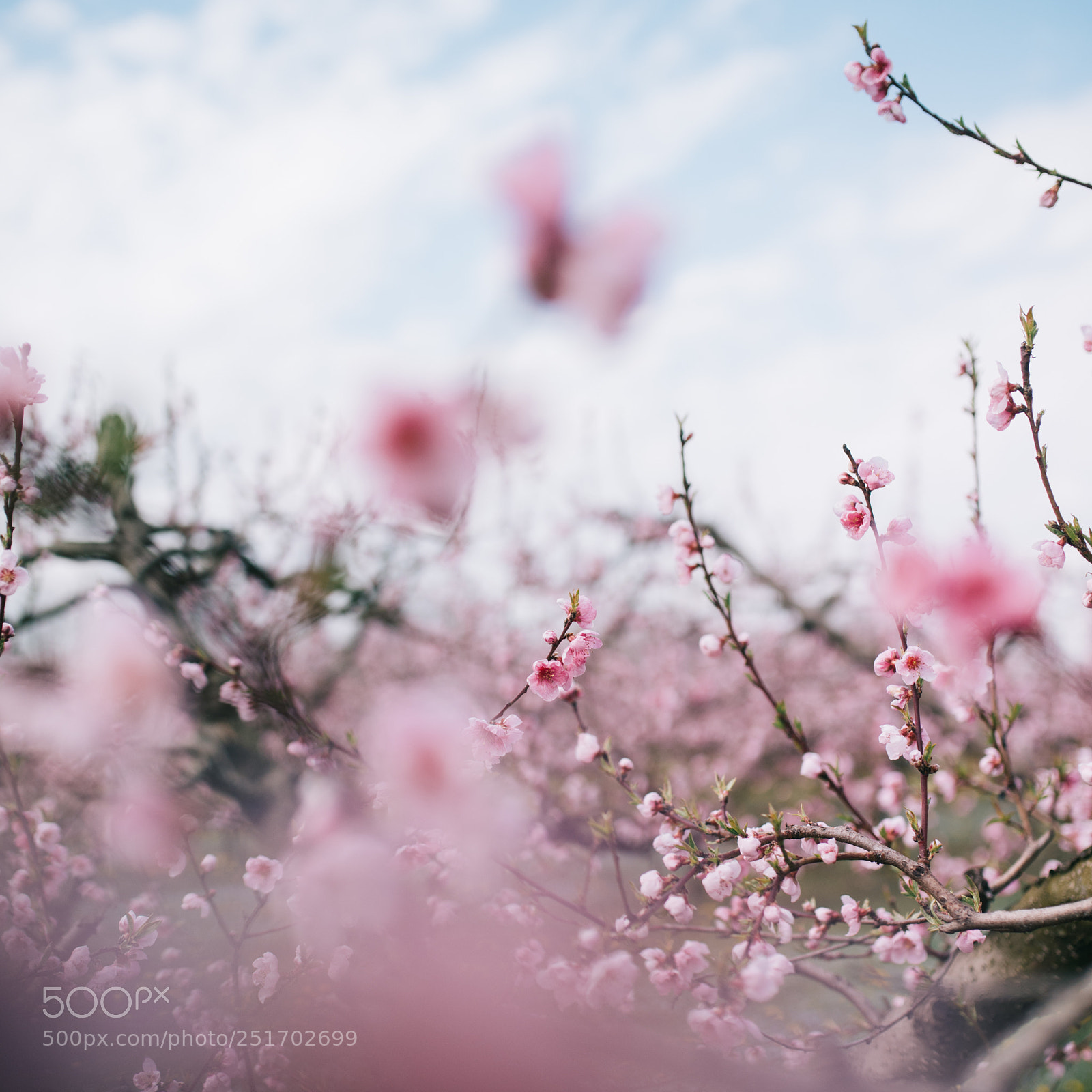 Nikon D4S sample photo. * photography